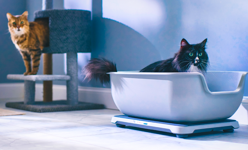 Cat Litter And Boxes