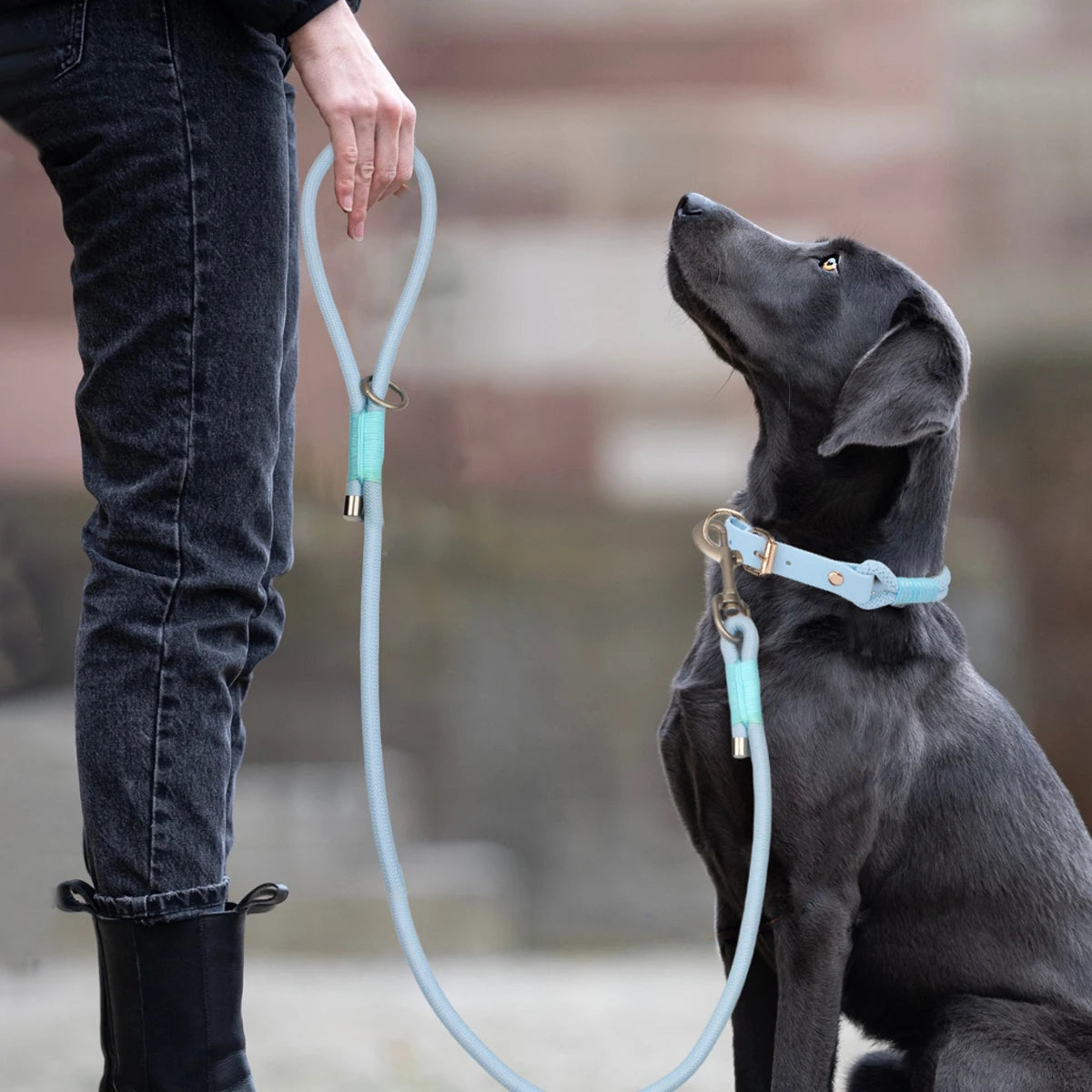 Pet Dog Leashes New Dog Walking Outdoor Multi Colors Choose Blue Pink And Purple For Small Medium and Large Dog Nylon Rope