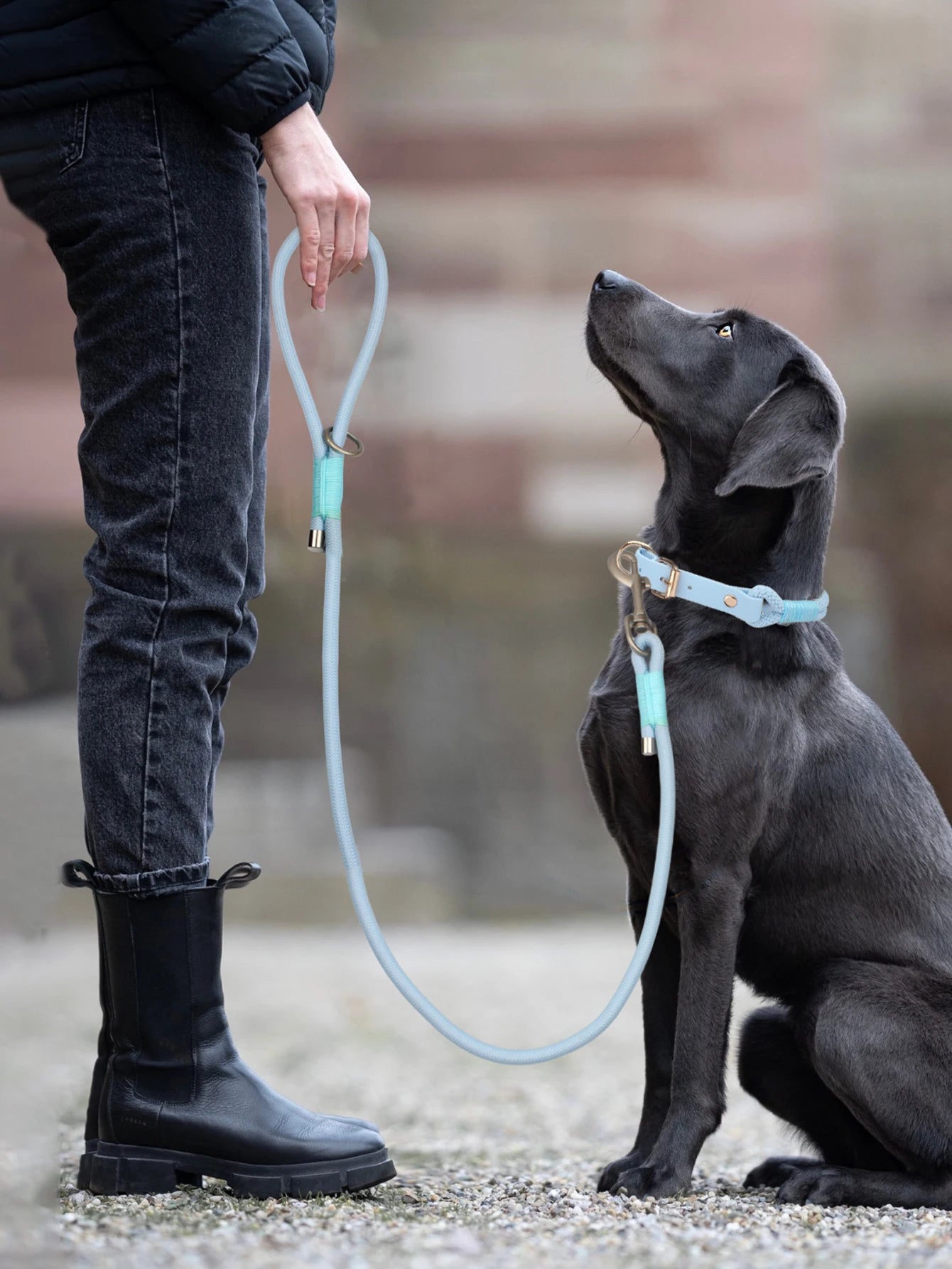 Pet Dog Leashes New Dog Walking Outdoor Multi Colors Choose Blue Pink And Purple For Small Medium and Large Dog Nylon Rope